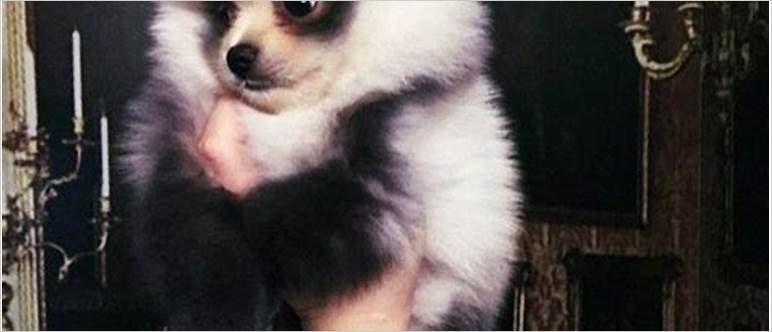 Panda pomeranian dog